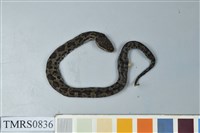 藏品(菊池氏龜殼花)的圖片